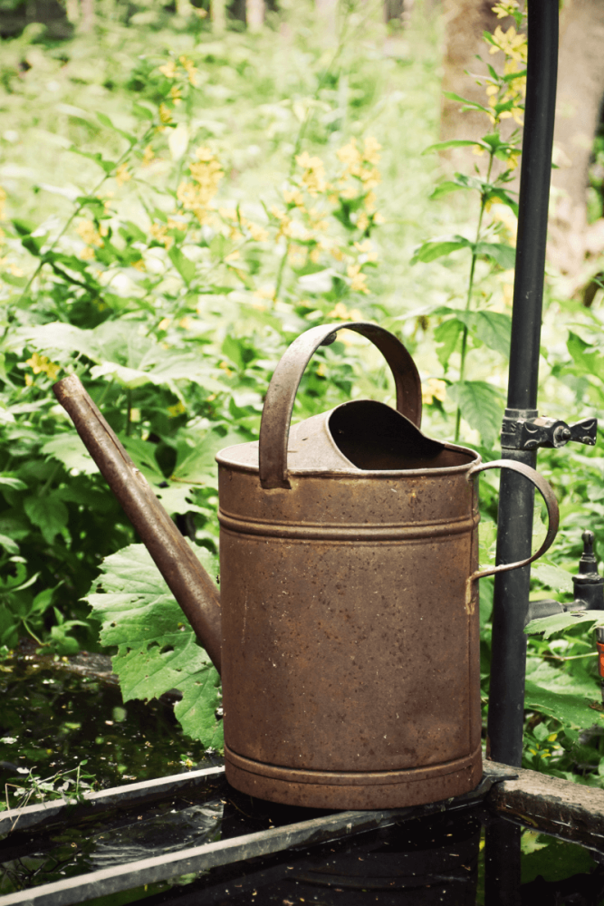 Wie können Sie Ihren Garten nachhaltig gestalten?