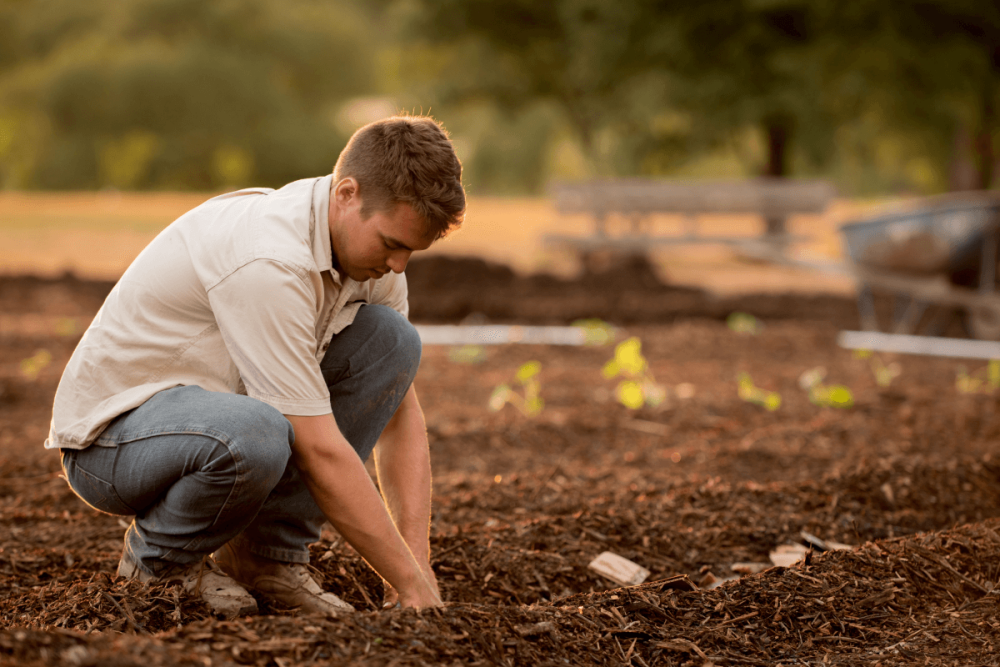 Haagplanten bemesten: wel of niet doen?