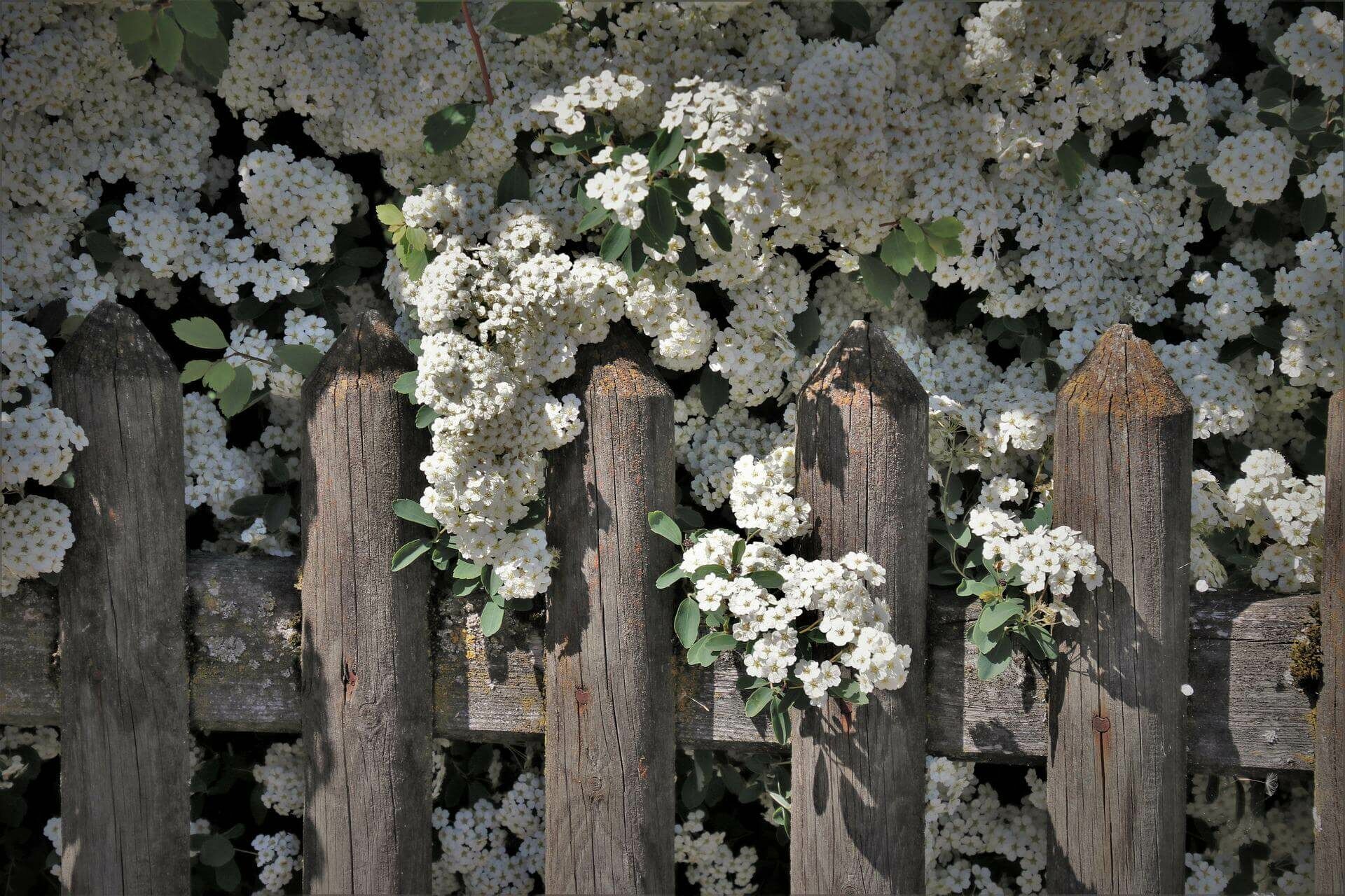 Sie wollen Kosten sparen? Pflanzen Sie eine Hecke!