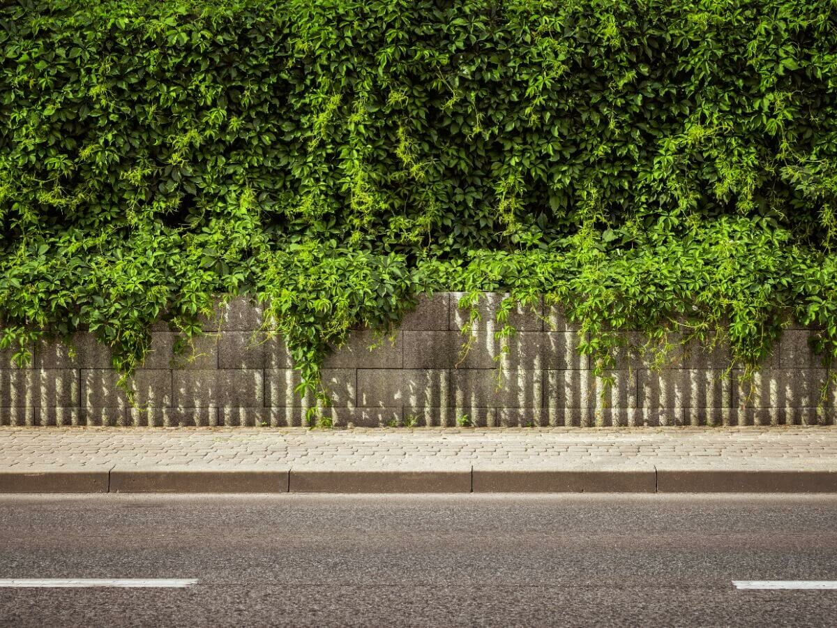 Bijzondere aanplanttypes haagplanten