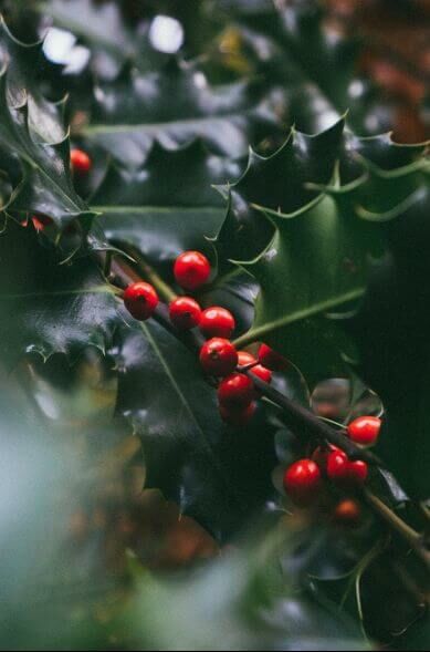 Hoe bescherm je je haagplanten tegen de winterse kou?