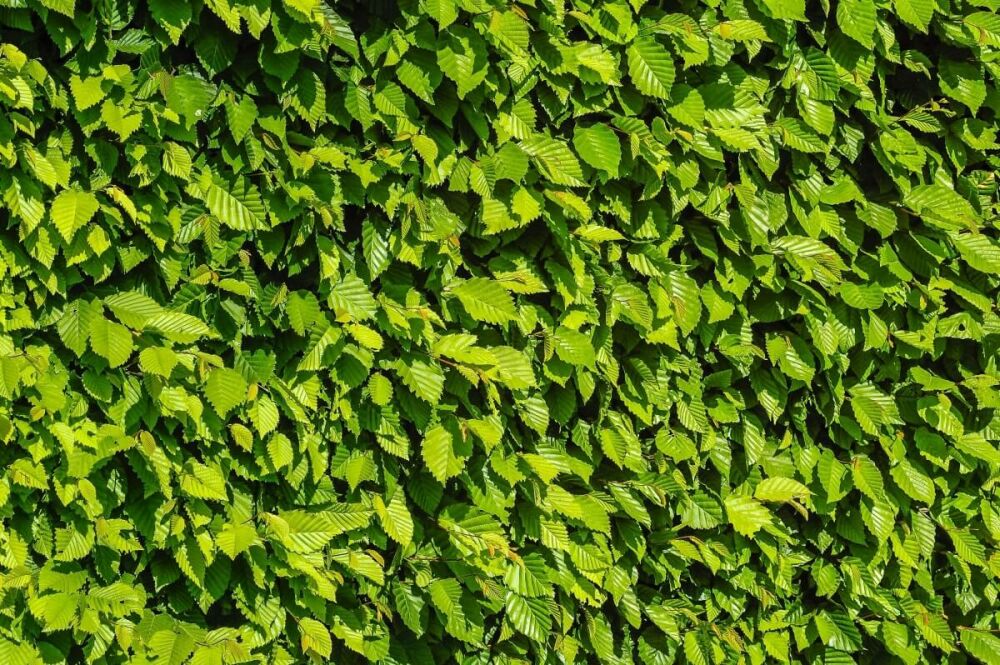 Wie pflanzt man eine Buchenhecke erfolgreich um?