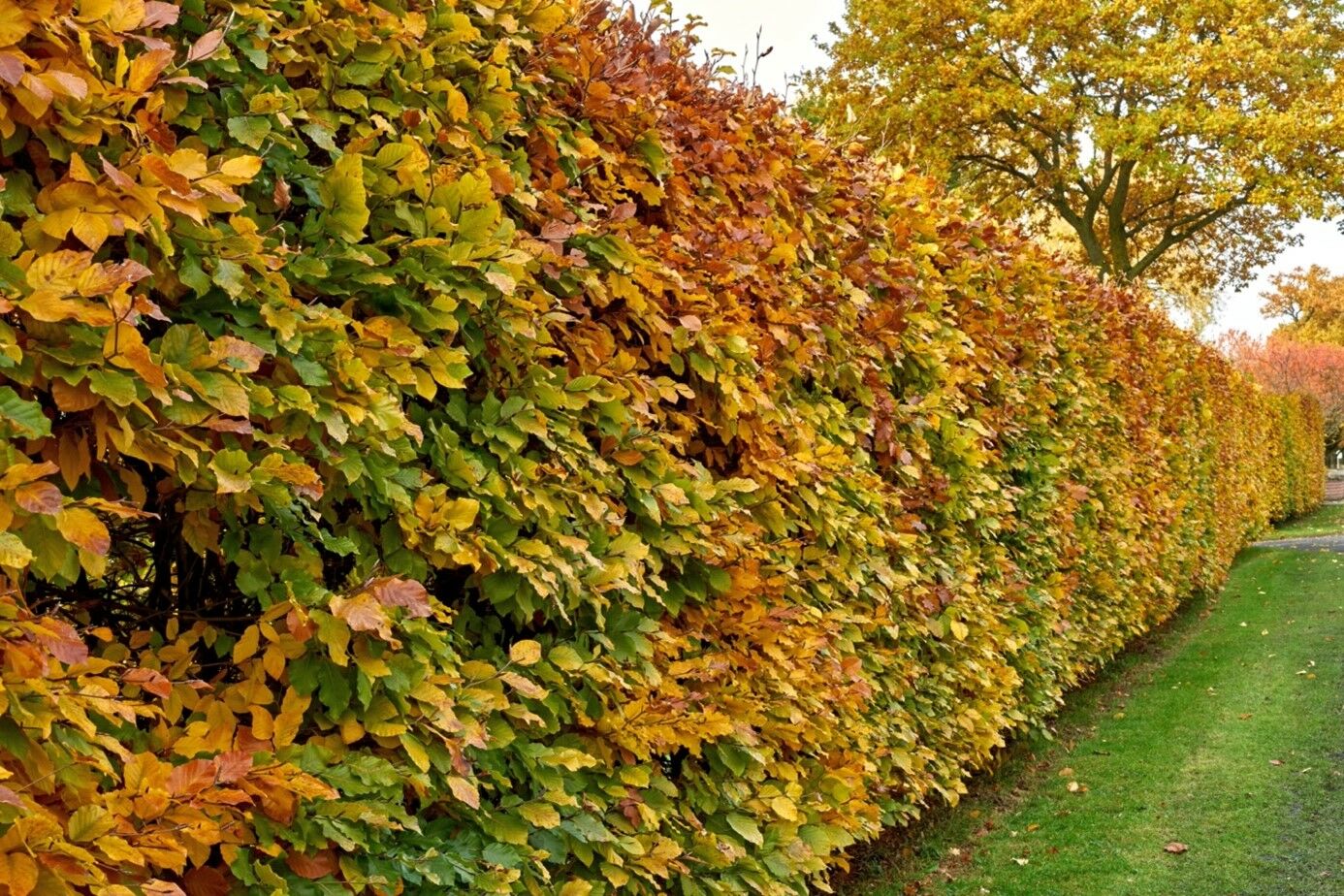 Die Unterschiede zwischen der Hainbuche und der Buchenhecke.