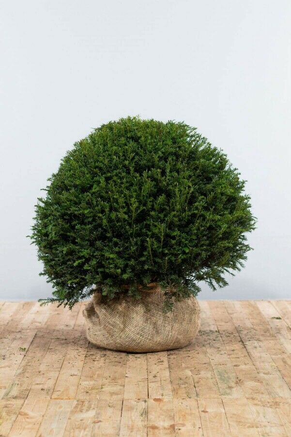 Taxus baccata Boule