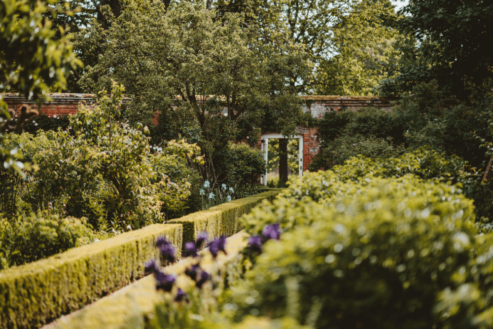 Haagplanten niet alléén goed als afscheiding van je tuin