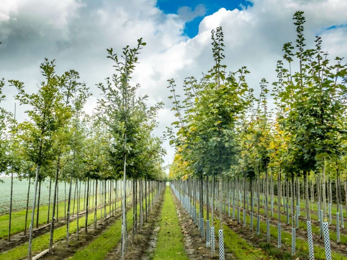 Plan par étapes pour la plantation d’arbres