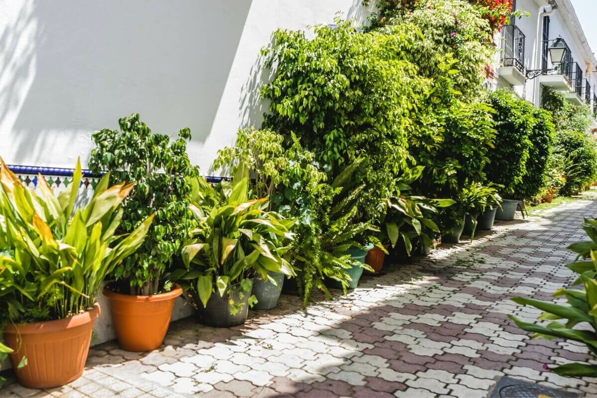 Het verzorgen van haagplanten in pot