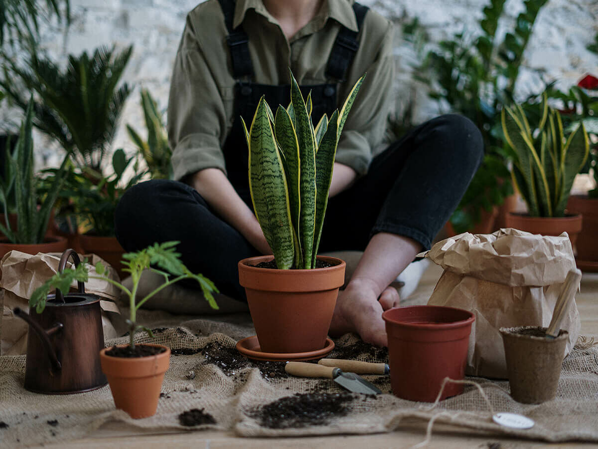 Trin-for-trin-plan til plantning af terrasse- og altanplanter og middelhavsplanter i potter