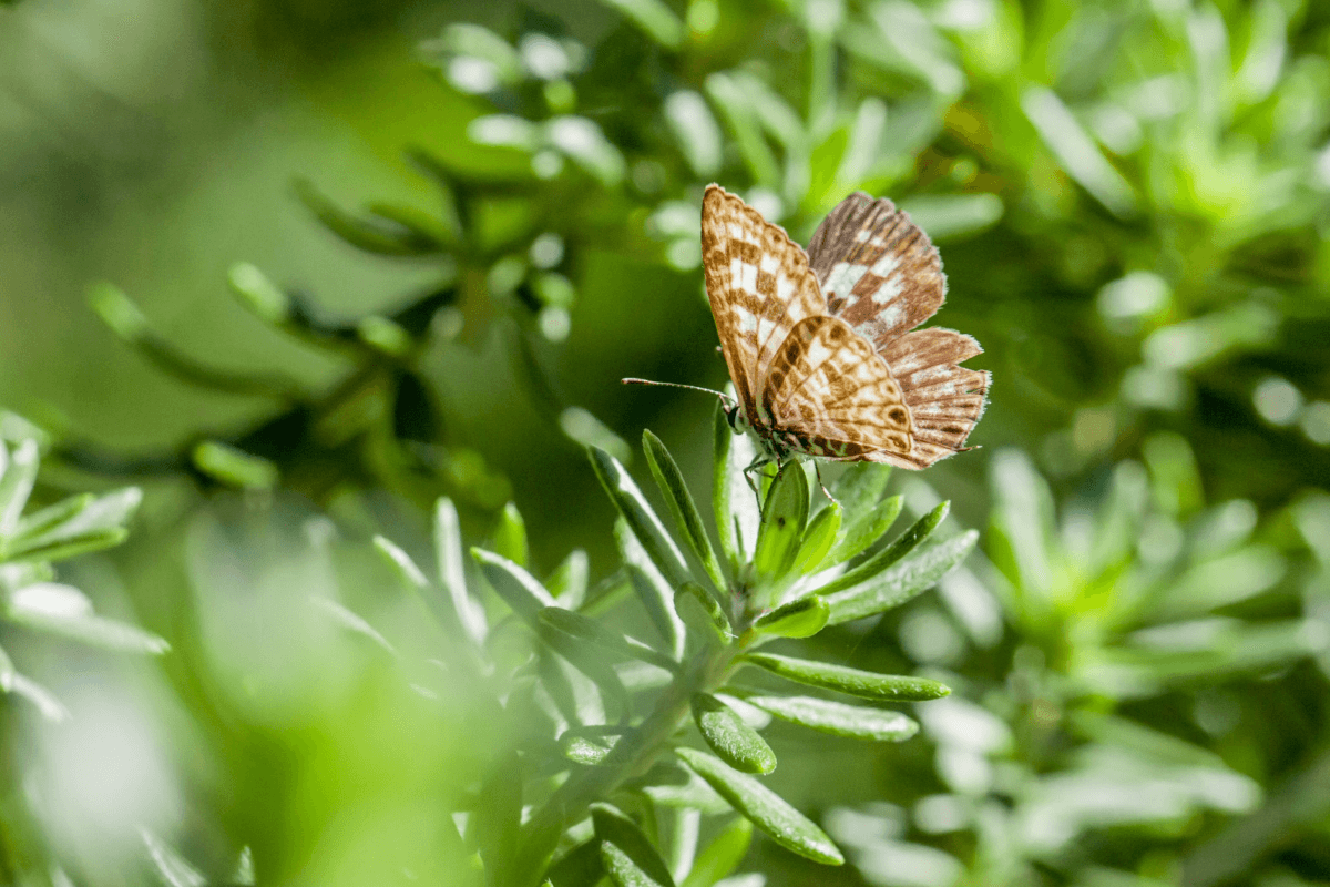 Wie können Sie Ihren Garten nachhaltig gestalten?