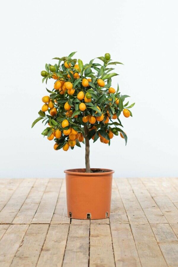 Kumquat