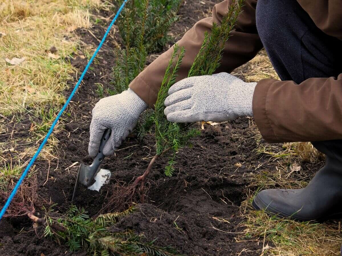 Trin-for-trin-plan til plantning af hækplanter