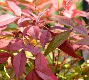 Top 10 tuinplanten voor in de herfst