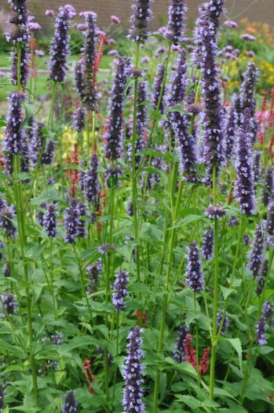 Belles plantes de bordure