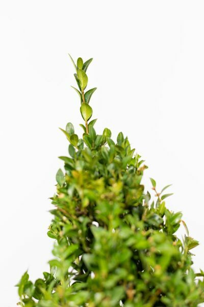 Buxus 'Pyramide'