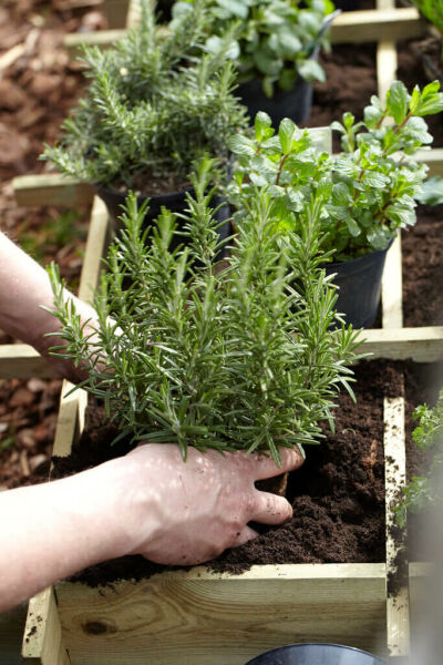 Plantering och skötsel