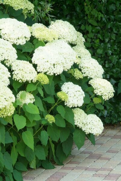 Plantes de bordure faciles