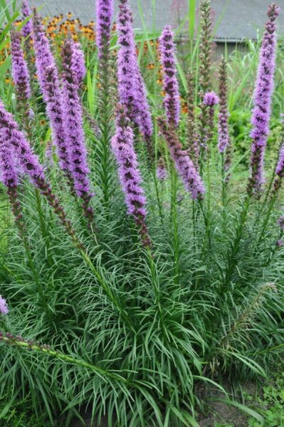 Bloeiende prairieplanten