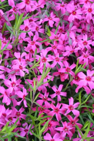 Blomstrende bunddækkeplanter