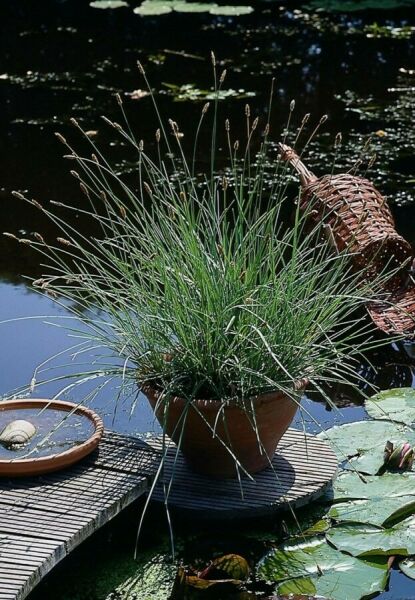 Voor in pot of plantenbak