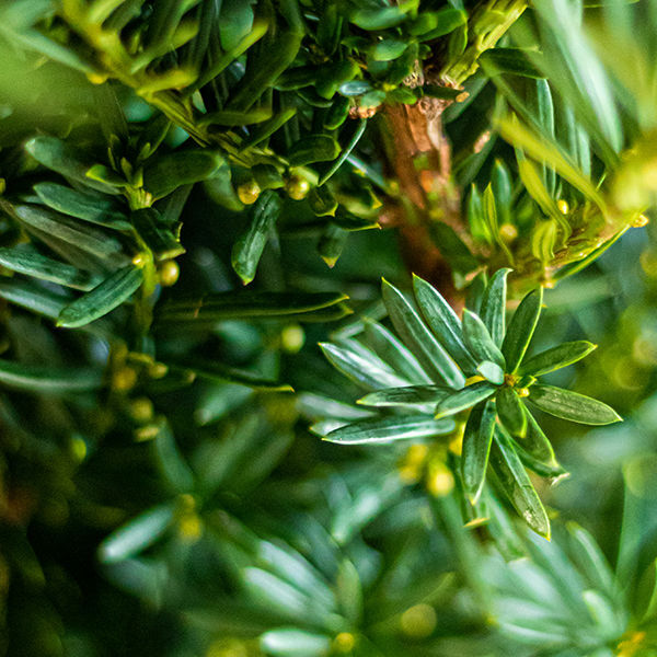 Taxus media 'Hillii' (Hybrididegran ‘Hilii’)