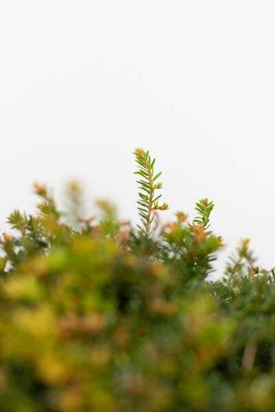 Taxus baccata Boule